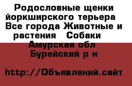 Родословные щенки йоркширского терьера - Все города Животные и растения » Собаки   . Амурская обл.,Бурейский р-н